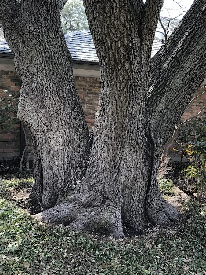Mature heritage tree close to a Wales property cared for by certified arborists